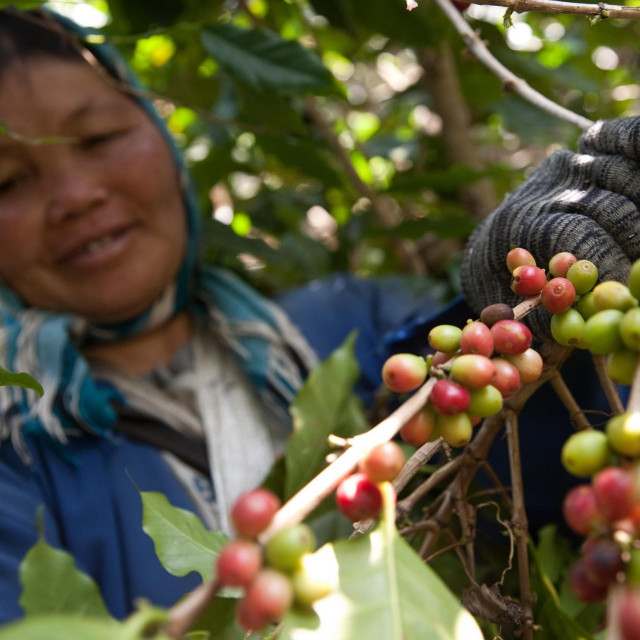 Farma kave na Tajlandu
