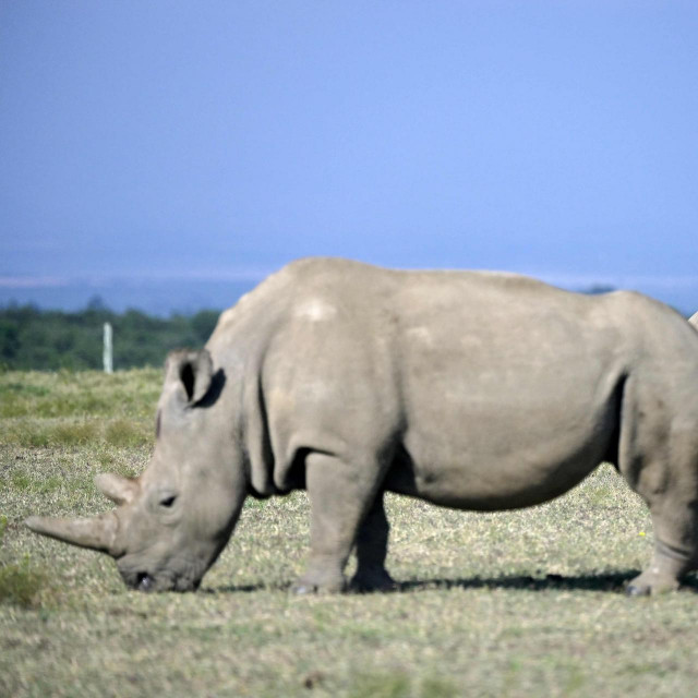 Ženke sjevernog bijelog nosoroga Najin i Fatu u rezervatu u Keniji