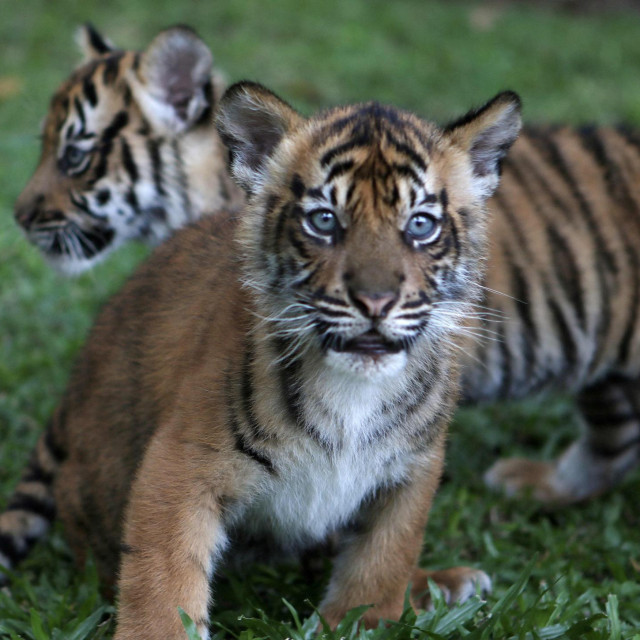 Sumatranski tigrovi (arhivska fotografija)