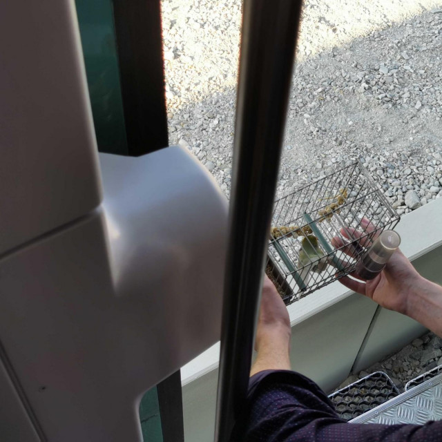 Adam Majcen pticu je stalno nosio na svježi zrak