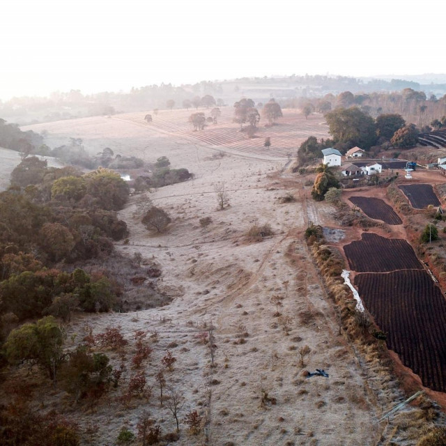 Smrznute plantaže kave u brazilskoj regiji Minas Gerais