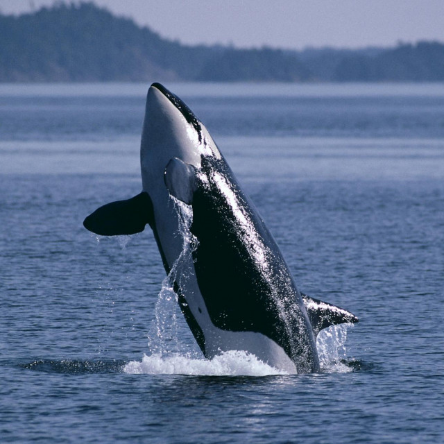 Orka na slobodi, ilustracija