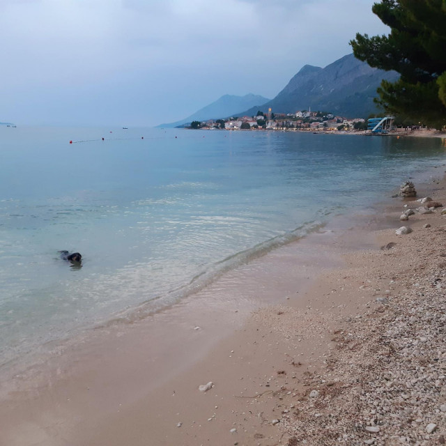Pas na plaži