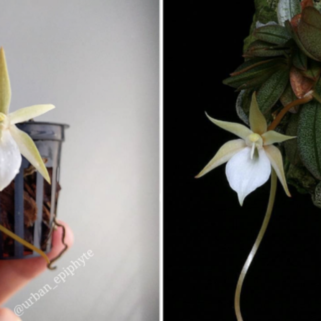 @ urban_epiphyte