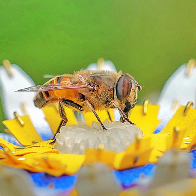 

Rad Matilde Boelhouver ”Insectology: Food for Buzz” omišljen je kao rješenje jednog od problema današnjeg doba
