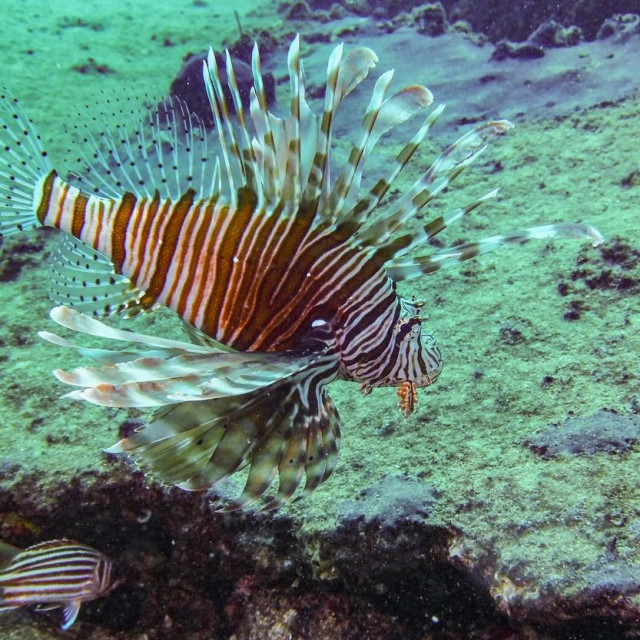 Pterois miles