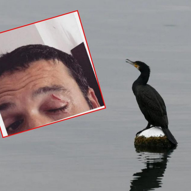 Malo je nedostajalo da mi kljunom ne iskopa oko, kaže sugovornik portala Zadarski.hr