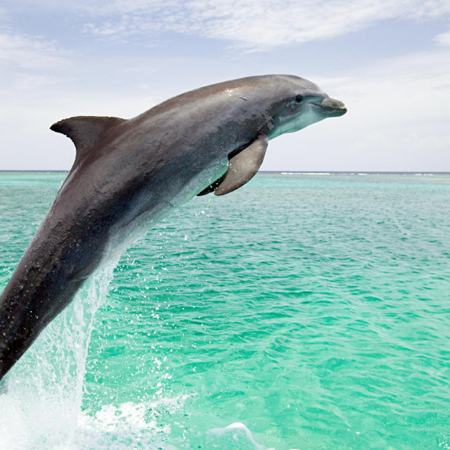 Dobri dupin, najrasprostranjenija vrsta dupina