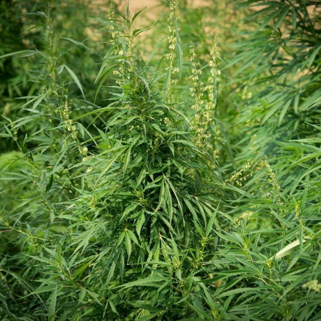 Ilustracija/medicinska marihuana