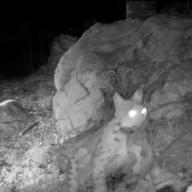 Petra nosi mladunče