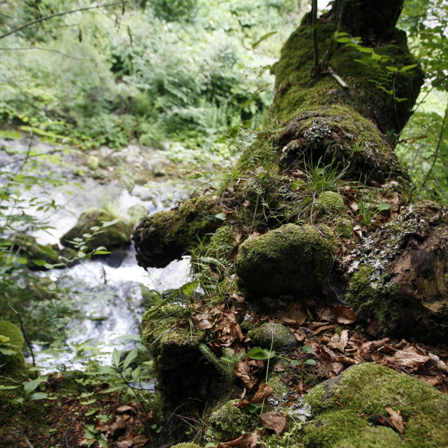 Šuma u okolici grada Čabra, Ilustracija