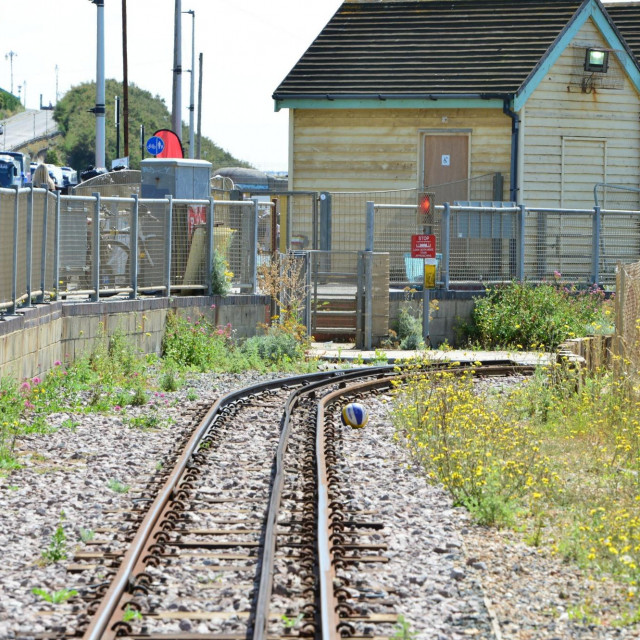 Korov u Brightonu, Engleska