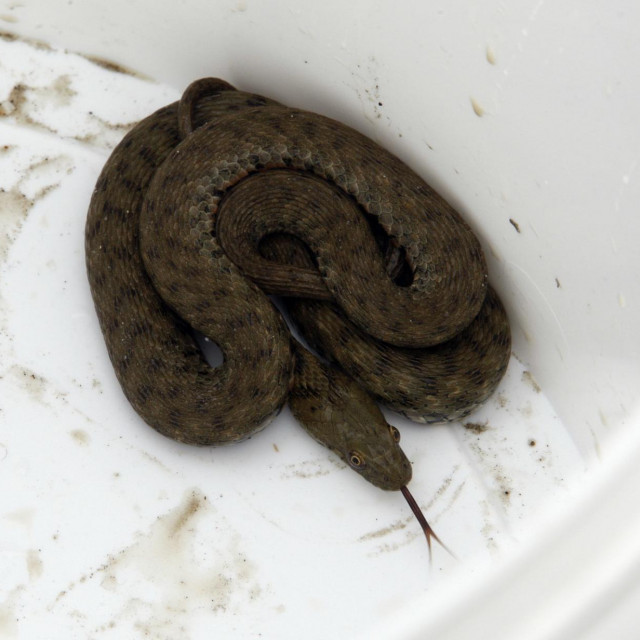 Zmija riđovka, Ilustracija