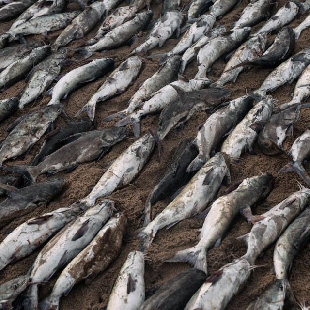 Ribe nasukane na plaži/Ilustracija