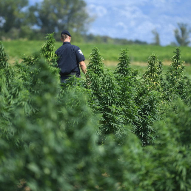 Plantaža u Islamu Grčkom