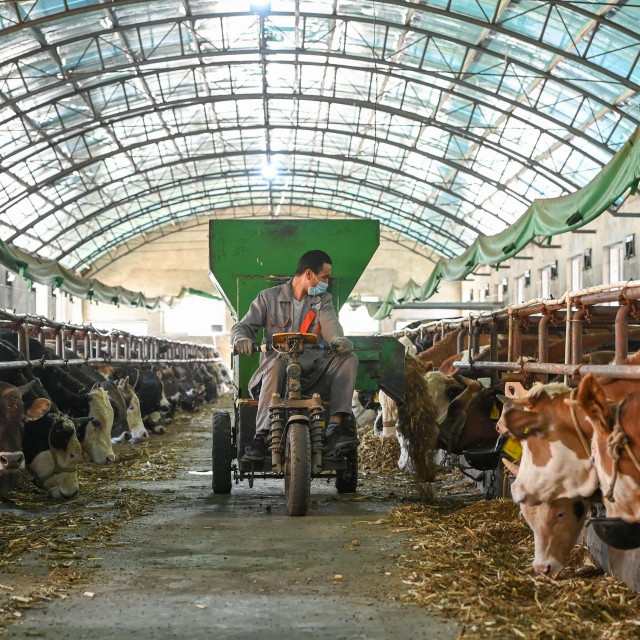 Industrijska farma u Kini