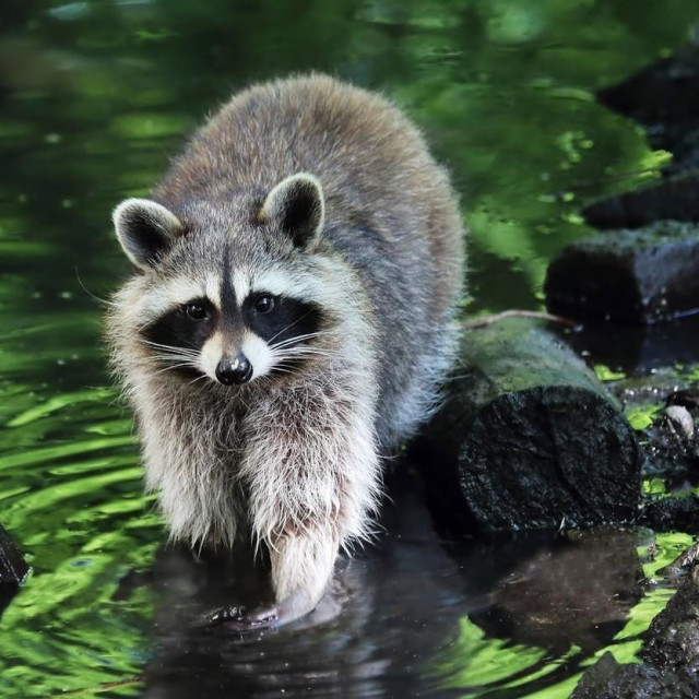 Američki rakun, ilustracija