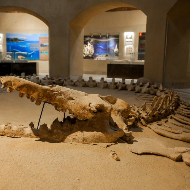 Fosili kitova, krokodila i drugih životinja izloženi su u Muzeju fosila i klimatskih promjena u Wadi El Hitan/Ilustracija