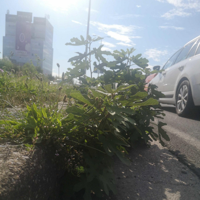 Smokva raste iz odvoda na Zagrebačkoj aveniji