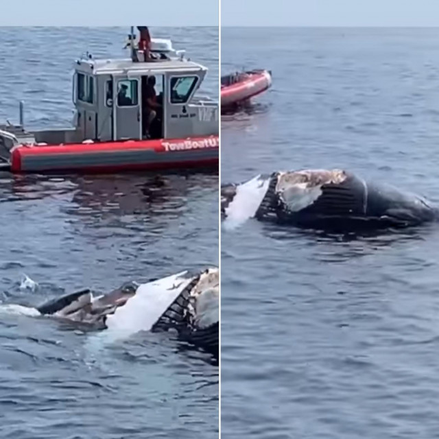 Velika bijela psina hrani se kitovom lešinom