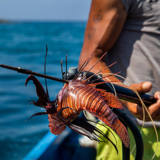 Riba paun, ilustracija