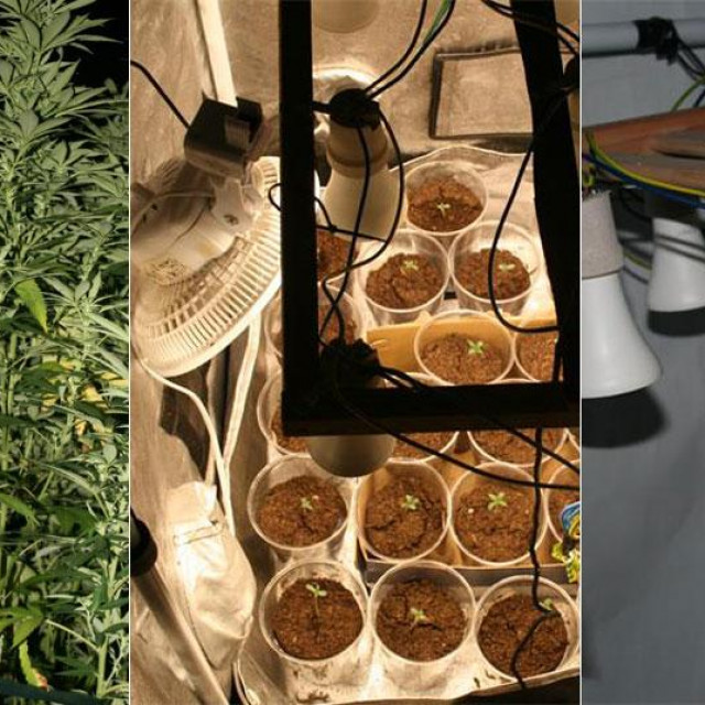 Otkrivena plantaža kod Metkovića