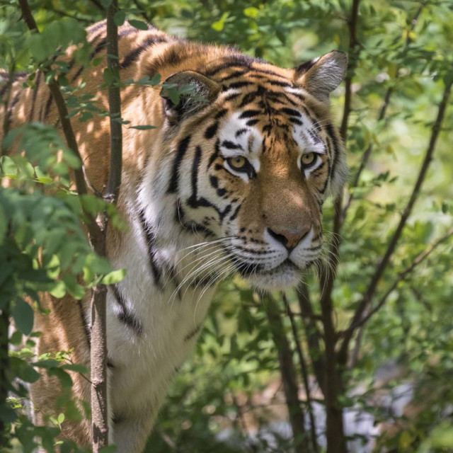 Sibirski tigar