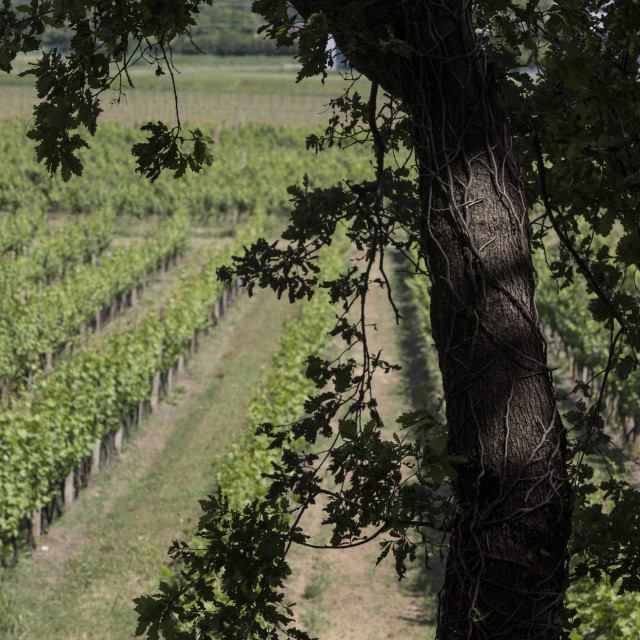 Vinogradi vinarije Pavlomir, arhivska fotografija