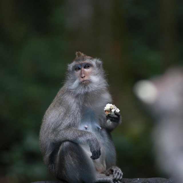 Sivi dugorepi makaki u rezervatu Šuma majmuna Sangeh