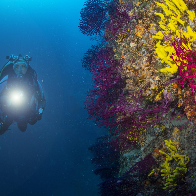 Mali Ćutin, ljubičasta gorgonija