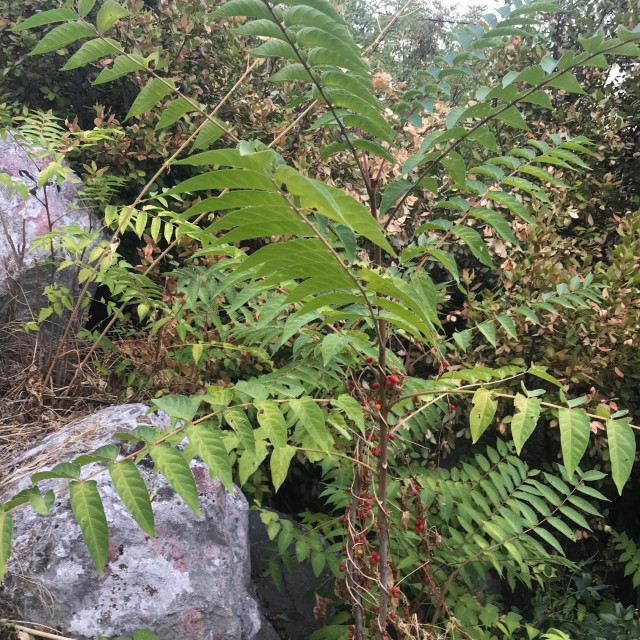 Pajasen, invazivna strana vrsta
 