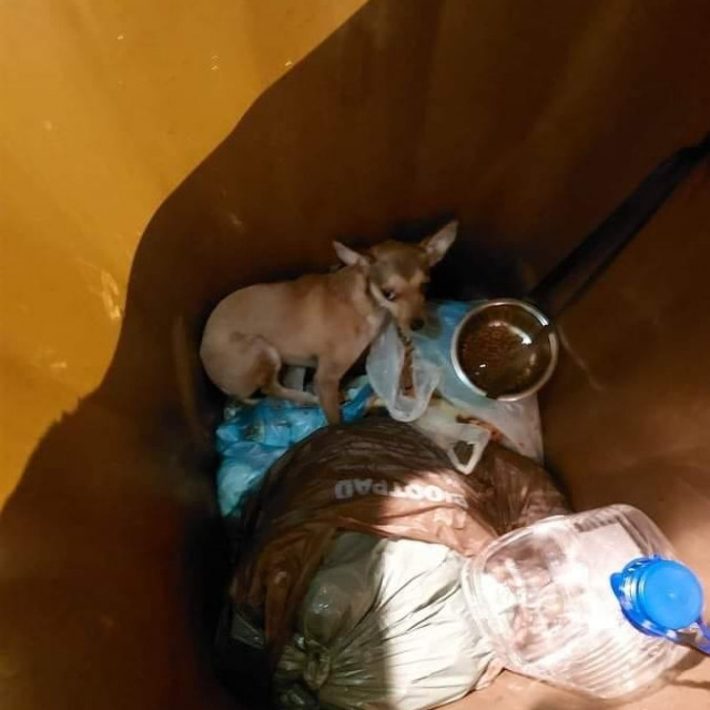 Pas u kanti za smeće