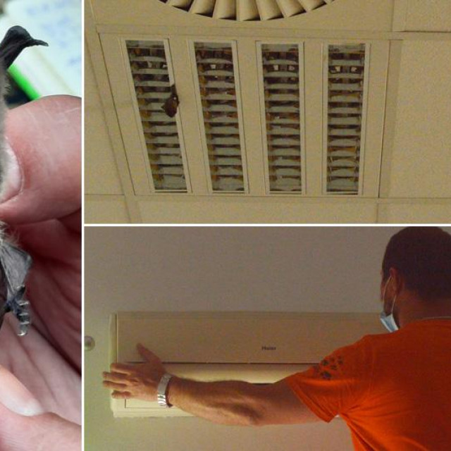 Šišmiši koji su bili u Ministarstvu poljoprivrede