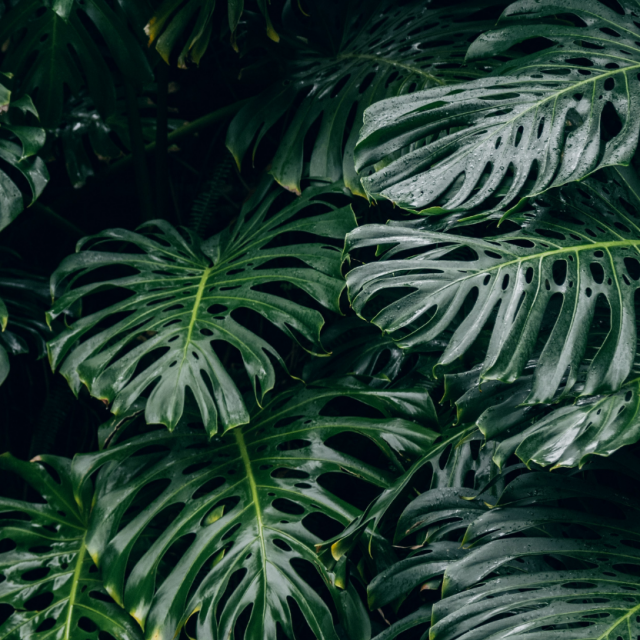 Fotografija: Thimo van Leeuwen/Unsplash 