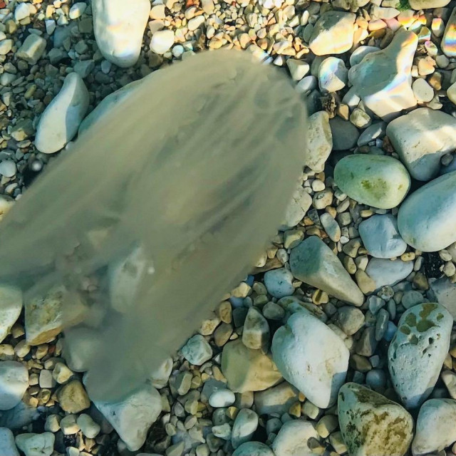 Invazivna strana vrsta Mnemiopsis leidyi, na fotografiji iz Fažane
 