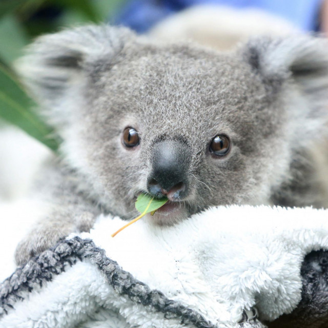 koala