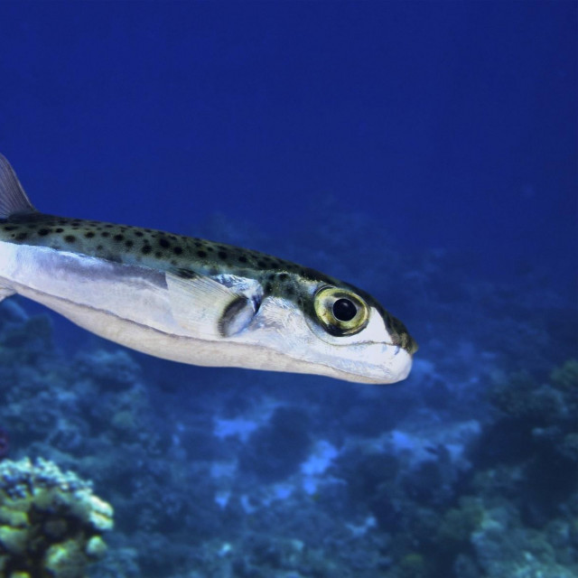 srebrnopruga napuhača