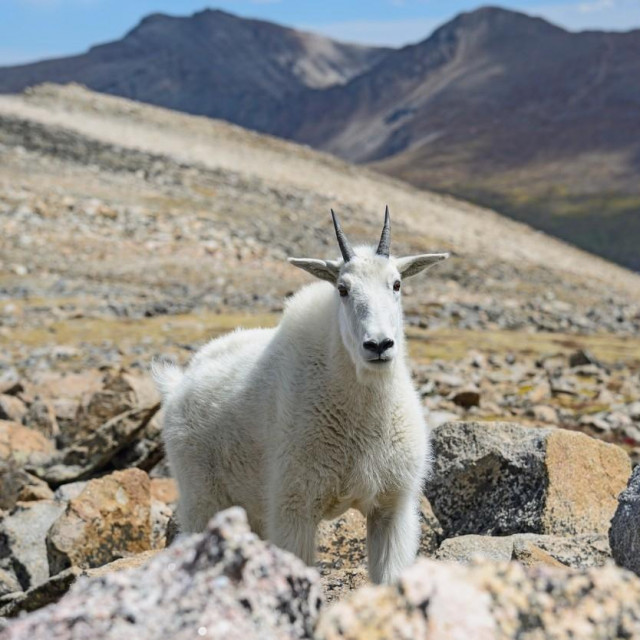Planinska koza, Ilustrativna fotografija