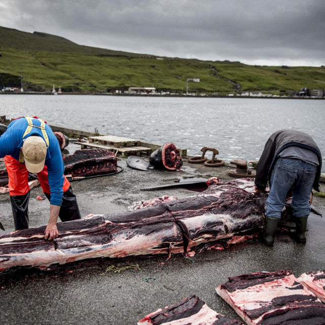 Ulov dupina na Farskom otočju