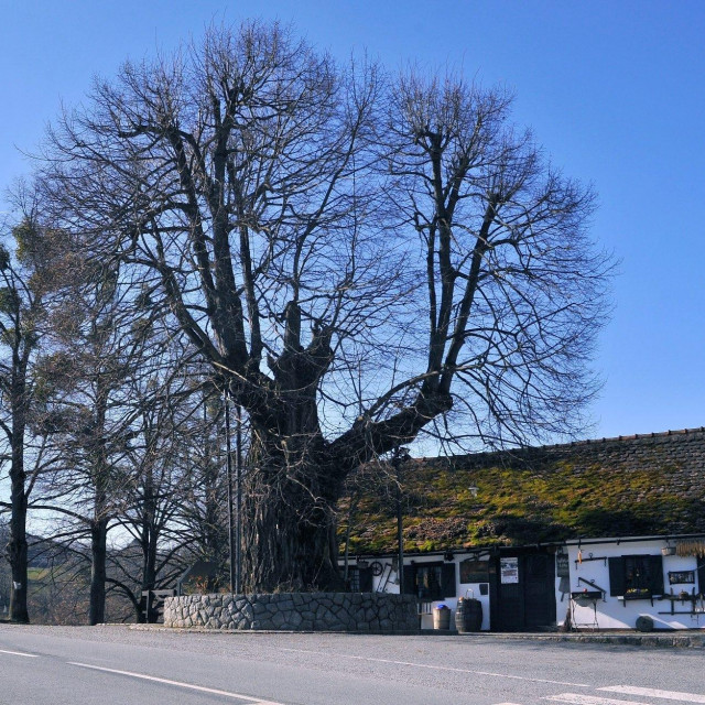 Gupčeva lipa u Gornjoj Stubici, nominirana za Europsko stablo godine 2019.



 
