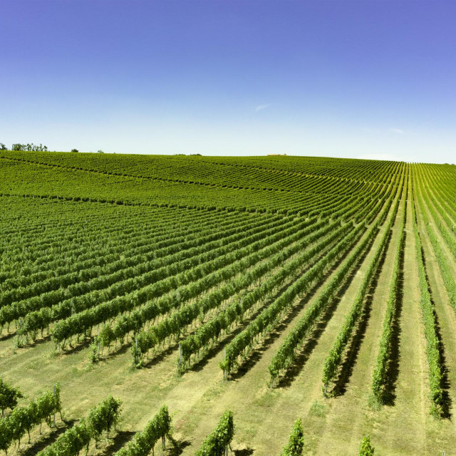 Vinogradi Vina Belje