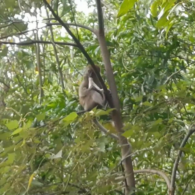 Dva tjedna staro crno-bijelo štene, po imenu Saru, majmun je zgrabio i odveo na vrh stupa za električnu energiju