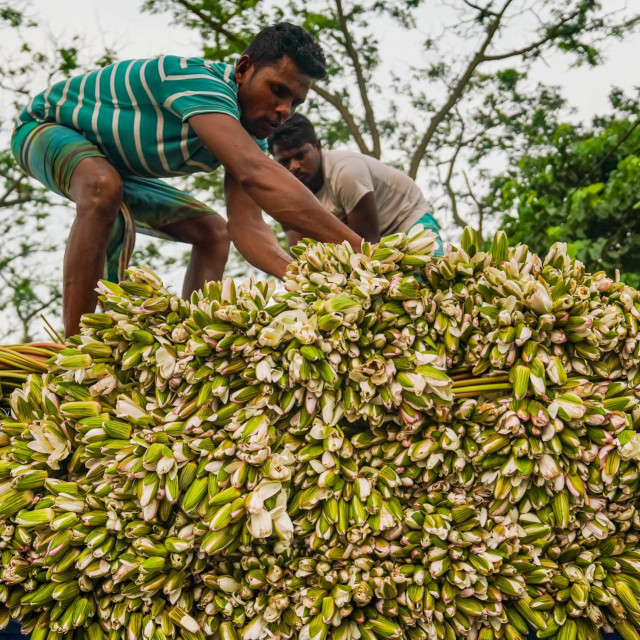 Farmer u Bangladešu