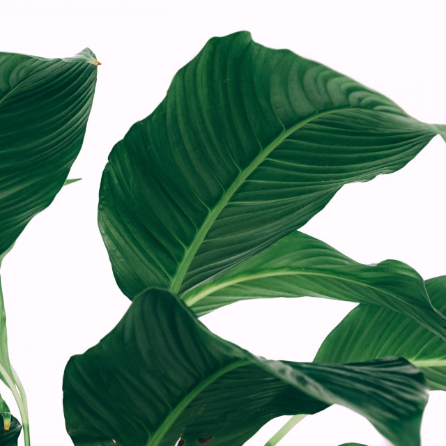 Fotografija: Unsplash 