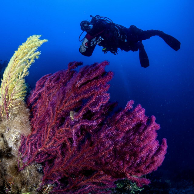 Višebojne gorgonije u Pliću Grmeni