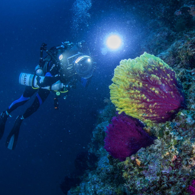 Višebojna gorgonija