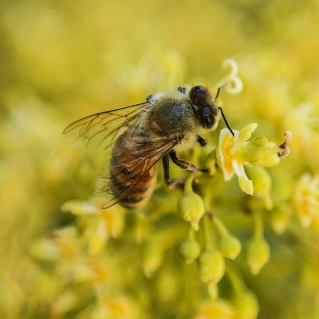 In this picture taken on April 8, 2021, a bee collects nectar from flowers of a lychee tree at Sujanpur village, in the Pathankot district of Punjab. As the winter months near, Kashmiri beekeepers are preparing to pile south on an annual migration in search of warmer climes, more honey and bigger payouts. Honeymakers started taking the journey in the 1980s, when an insect disease nearly wiped out the local population and a replacement European species -- much more sensitive to the Himalayan cold -- was introduced.,Image: 635879026, License: Rights-managed, Restrictions: TO GO WITH 'India-Agriculture-Nature-Honey-Bees' PHOTOESSAY, Model Release: no, Credit line: NARINDER NANU/AFP/Profimedia