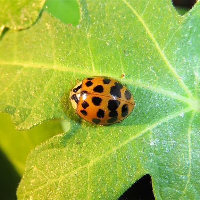 Azijska Božja ovčica
 