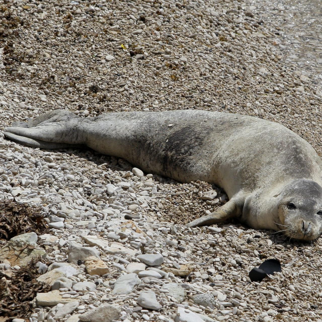 Sredozemna medvjedica, snimljena 2014.