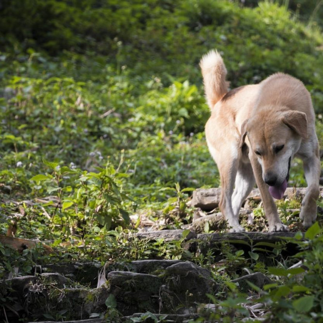 Stray dog ​​in the tropical landscape of Sarangkot, Pokhara, Nepal.,Image: 636111912, License: Royalty-free, Restrictions:, Model Release: no, Credit line: Arkadij Schell/Panthermedia/Profimedia